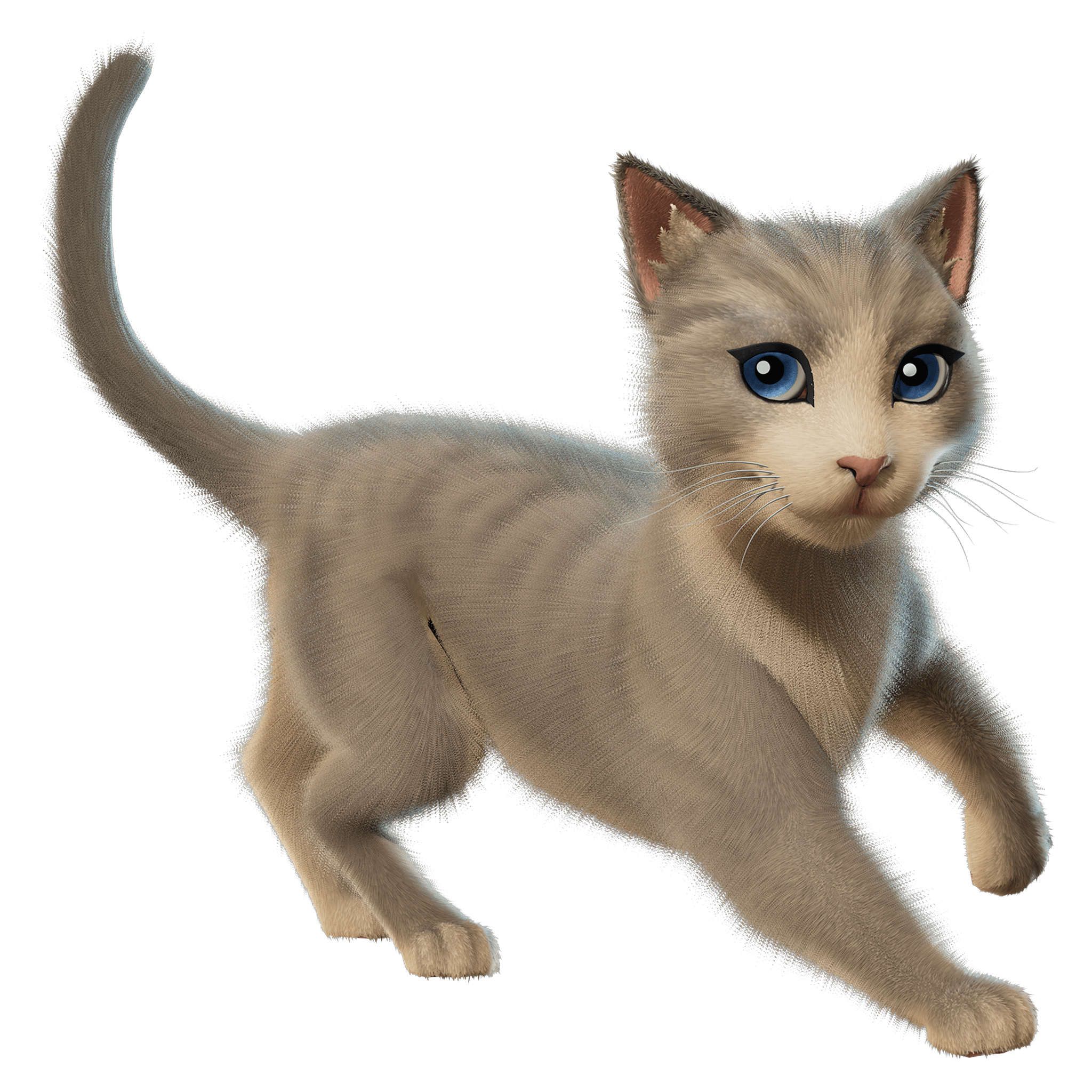 The Best Cat The Best Cat